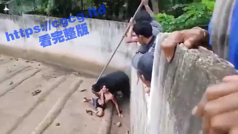 泰国某动物园内  一男子作死用食物戏弄黑熊 不料却被发怒的黑熊拖进围栏疯狂撕咬拖拽-51吃瓜网